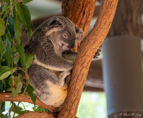 Erwin Australia zoo Koala November 2022